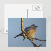 Western Bluebird 1 Postkarte (Vorne/Hinten)