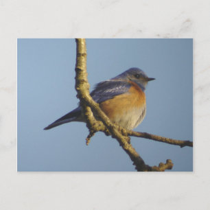 Western Bluebird 1 Postkarte