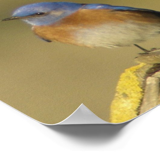 Western Bluebird 2 Poster (Ecke)