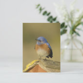 Western Bluebird 3 Postkarte (Stehend Vorderseite)