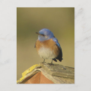 Western Bluebird 3 Postkarte