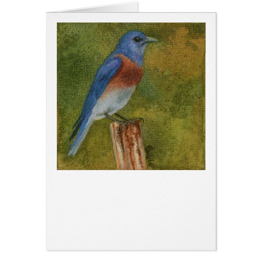 Western Bluebird Card (Vorne)