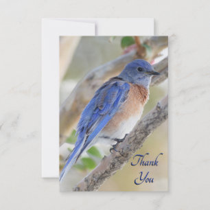 Western Bluebird Dankeschön-Karte Dankeskarte