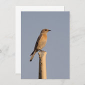 Western Bluebird Einladung (Vorne/Hinten)
