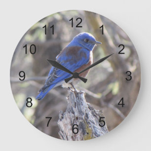 Western Bluebird Große Wanduhr