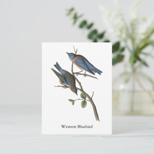 Western Bluebird, John Audubon Postkarte (Stehend Vorderseite)