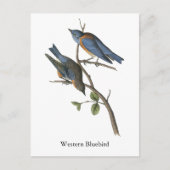 Western Bluebird, John Audubon Postkarte (Vorderseite)