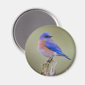 Western Bluebird Magnet (Vorderseite/Rückseite)