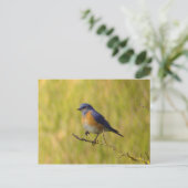 Western Bluebird Postcard Postkarte (Stehend Vorderseite)