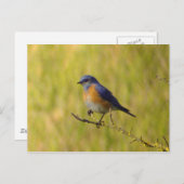 Western Bluebird Postcard Postkarte (Vorne/Hinten)