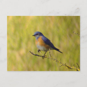 Western Bluebird Postcard Postkarte