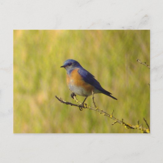 Western Bluebird Postcard Postkarte (Vorderseite)