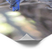 Western Bluebird Poster (Ecke)