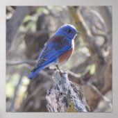 Western Bluebird Poster (Vorne)
