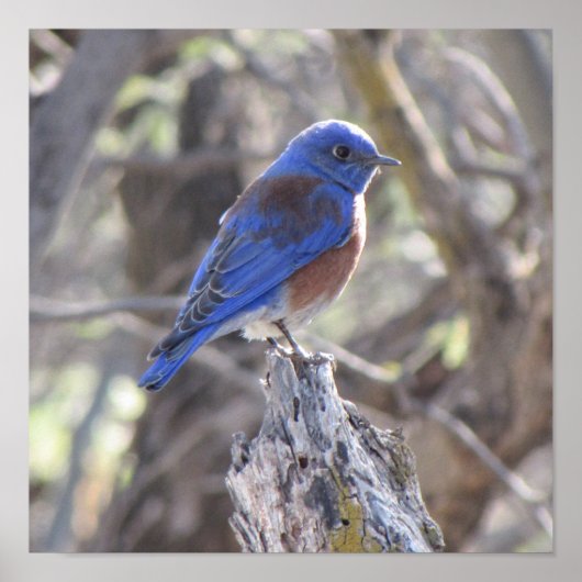 Western Bluebird Poster (Vorne)