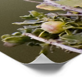 Western Bluebird Poster (Ecke)