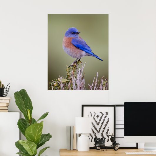 Western Bluebird Poster (Heimbüro)