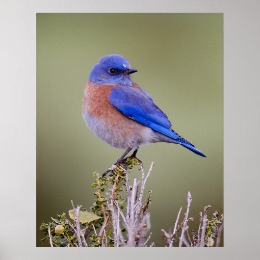Western Bluebird Poster (Vorne)