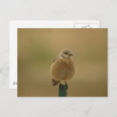 Western Bluebird Postkarte (Vorne/Hinten)