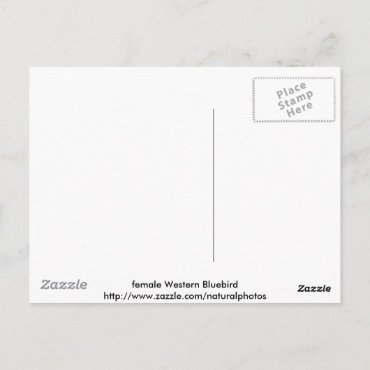 Western Bluebird Postkarte (Rückseite)