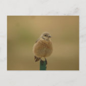 Western Bluebird Postkarte (Vorderseite)