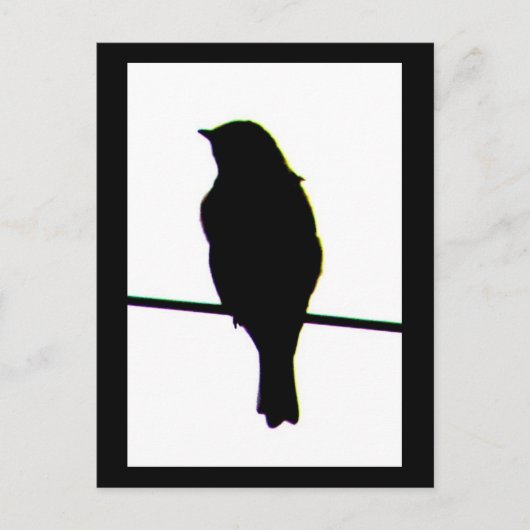 Western Bluebird Silhouette Postcard Postkarte (Vorderseite)
