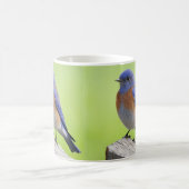Western Bluebird Tasse (Mittel)