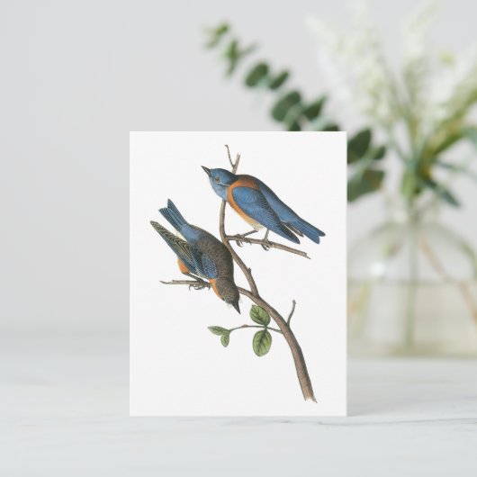 Western Bluebird von Audubon Postkarte (Stehend Vorderseite)