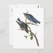 Western Bluebird von Audubon Postkarte (Vorne/Hinten)