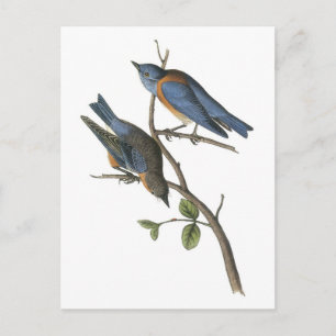 Western Bluebird von Audubon Postkarte