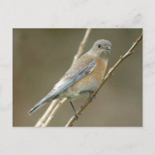 Western Bluebird weiblich 1 Postkarte