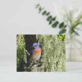 Western Bluebird, wild lebende Tiere, Postkarte (Stehend Vorderseite)