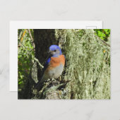 Western Bluebird, wild lebende Tiere, Postkarte (Vorne/Hinten)