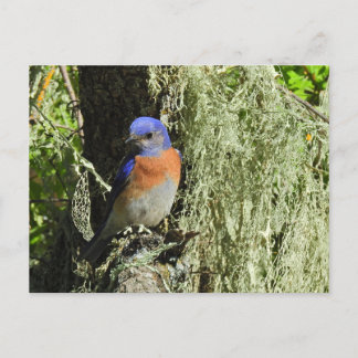 Western Bluebird, wild lebende Tiere, Postkarte