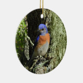 Western Bluebird, Wildtiere, Ornamente (Rechts)