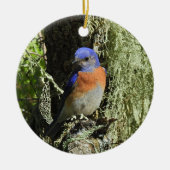 Western Bluebird, Wildtiere, Ornamente (Vorne)