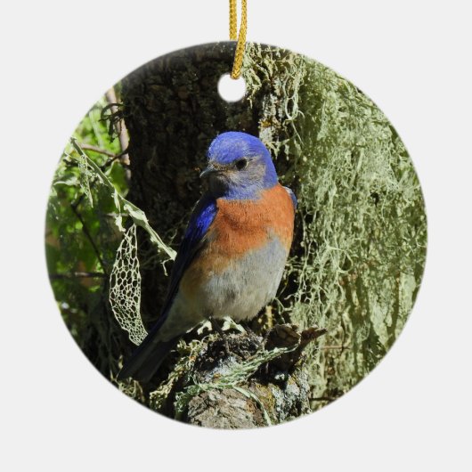 Western Bluebird, Wildtiere, Ornamente (Vorne)