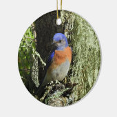 Western Bluebird, Wildtiere, Ornamente (Links)