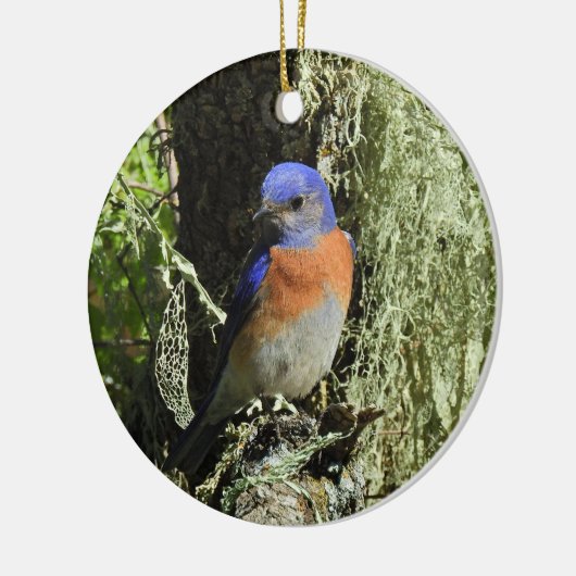 Western Bluebird, Wildtiere, Ornamente (Links)