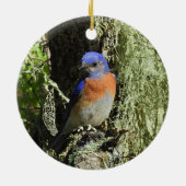 Western Bluebird, Wildtiere, Ornamente (Hinten)