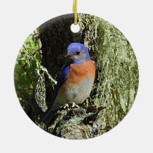Western Bluebird, Wildtiere, Ornamente (Hinten)