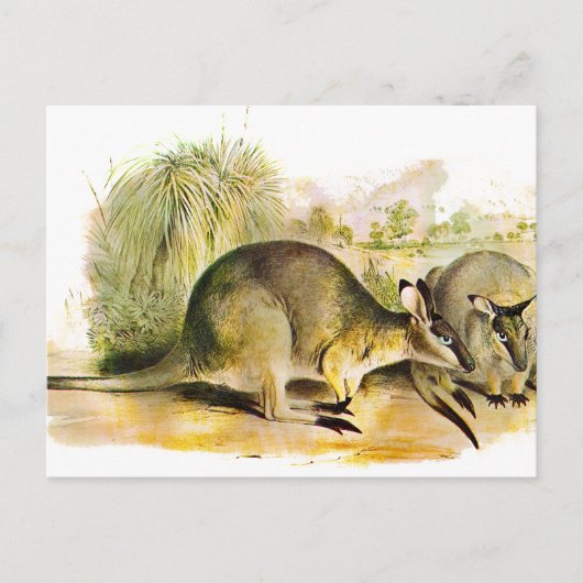 Western Brush Wallaby Postkarte (Vorderseite)