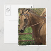 Western Buckskin Pferd Postkarte (Vorne/Hinten)