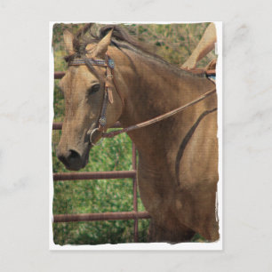 Western Buckskin Pferd Postkarte