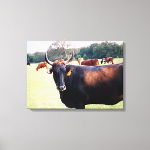 Western Bullkühe im Feld, gewickelt Leinwand