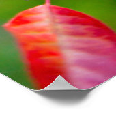 Western Choke Cherry (Prunus Virginiana) Im Herbst Poster (Ecke)