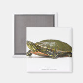 Western (Chrysemys picta bellii), Magnet (Vorderseite/Rückseite)
