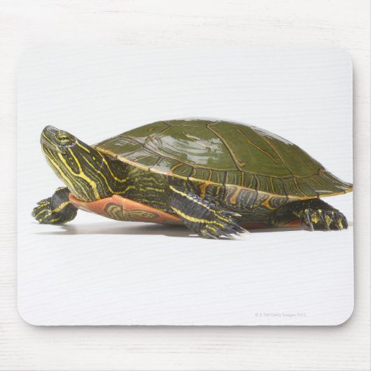 Western (Chrysemys picta bellii), Mousepad (Vorne)