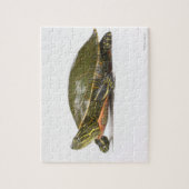 Western (Chrysemys picta bellii), Puzzle (Vertikal)