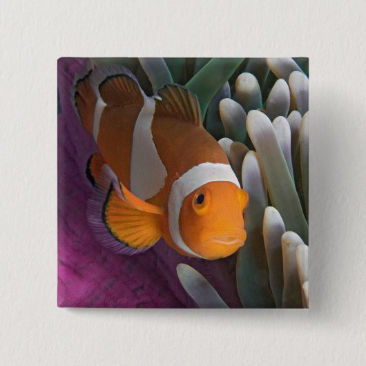 Western Clown Anemone Fish Button (Vorderseite)
